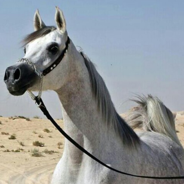 ملتقى الاحساء يقيم عرض خيل الجمال الودي الأول