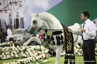 بطولة عجمان الدولية الـ ١٣ لجمال الخيل العربية تنطلق اليوم