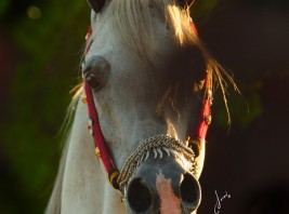 غداً.. “الزراعة” تبدأ فى بيع 40 رأساً من الخيول العربية الأصيلة