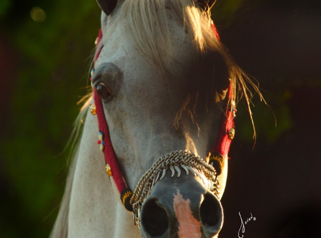 غداً.. “الزراعة” تبدأ فى بيع 40 رأساً من الخيول العربية الأصيلة