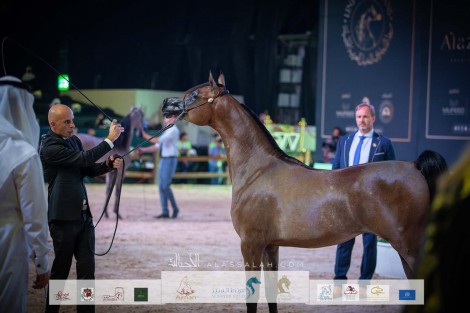 النتائج النهائية بالصور لبطولة المملكة لجمال الخيل العربية “كحيلة” 2022