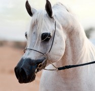 بي جي ماركوس