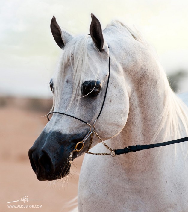 بي جي ماركوس