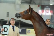 120 من الخيل العربية الاصيلة تشارك في مهرجان الكويت الاول لجمال الخيل