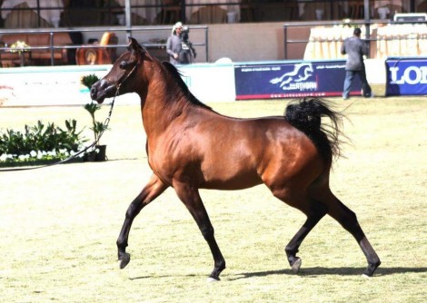 نتائج أشواط المهرات والأمهار أعمار السنة في بطولة الأمير سلطان بن عبدالعزيز لجمال الجواد العربي