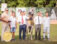 مربط دبي يتوج بالذهب في بطولة درع فيسوفيو الدولية بايطاليا