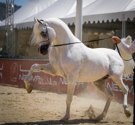 بطولة منتون الدولية للخيل العربية 2022 تنطلق مساء السبت بفرنسا – برنامج البطولة