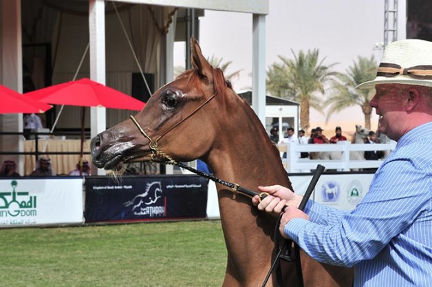 نتائج أشواط المهرات أعمار السنتين و٣ سنوات في بطولة الأمير سلطان بن عبدالعزيز لجمال الجواد العربي