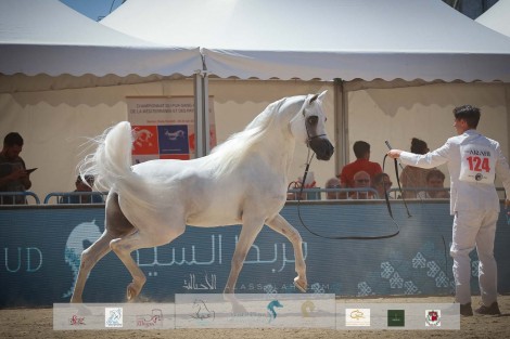 صور مقتطفة من  اليوم الختامي لبطولة منتون 2022 الدولية للخيل العربية