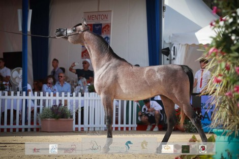 النتائج النهائية بالصور لبطولة منتون 2022 الدولية للخيل العربية