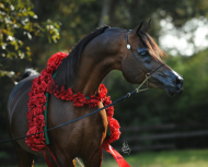 100 شبوة للملاك السعوديين للاستفادة من دكارو والتنسيق مع مركز الملك عبدالعزيز حول ذلك