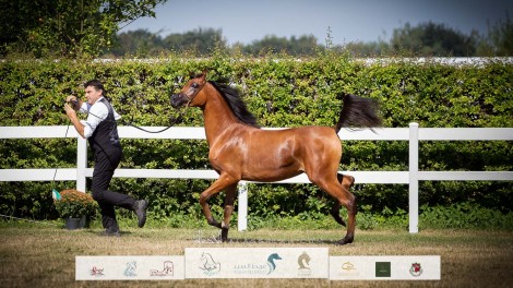 النتائج النهائية بالصور لبطولة كأس إيلران للخيل العربية الأصيلة 2022