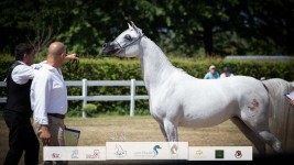 صور مقتطفة من بطولة كأس إيلران للخيل العربية الأصيلة 2022 في بلجيكا