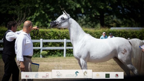 صور مقتطفة من بطولة كأس إيلران للخيل العربية الأصيلة 2022 في بلجيكا
