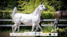 “كيه ايه باسمة” لمربط سمجد تحقق برونزية الأفراس في بطولة كأس إيلران للخيل العربية 2022