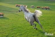 مهرجان الكويت لجمال الخيل العربية الأصيلة في فبراير