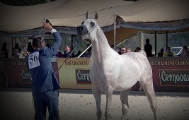 النتائج النهائية لبطولة براغ الدولية للخيل العربية 2022