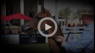مقاطع مسجلة من بطولة الأمير سلطان بن عبدالعزيز لجمال الخيل العربية الأصيلة ٢٠١٣