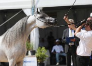 النتائج النهائية لبطولة بيرغامو الدولية للخيل العربية 2022 وبطولة السلالة المصرية