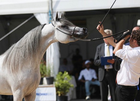 النتائج النهائية لبطولة بيرغامو الدولية للخيل العربية 2022 وبطولة السلالة المصرية