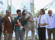 المهر سلام أكمل يتوج بالذهب وينال جائزة أفضل ذكر في بطولة بيرغامو للخيل العربية – السلالة المصرية 2022