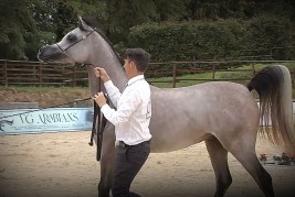 “دي شاهين” لمربط دبي يظفر بذهبية الأمهار في بطولة بيرغامو الدولية للخيل العربية 2022