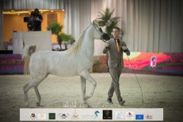 التسجيل لبطولة الإمارات الوطنية لعروض الخيول العربية وبطولة الجمعية للمرابط الخاصة اليوم وغد