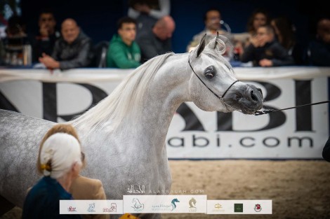 صور مقتطفة من اليوم الأول لبطولة كأس كل الأمم آخن ٢٠٢٢ للخيل العربية