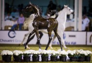 الأمير أحمد بن سلطان: اهتمام القيادة منح الخيل قيمة كبيرة والمهرجان العالمي مثل كرة الثلج