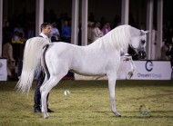صور من بطولة الأمير سلطان العالمية للجواد العربي بعدسة الأصالة