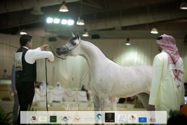 “الإمارات الوطنية ” تدشن موسم بطولات جمال الخيل العربية غداً الاثنين – برنامج البطولة