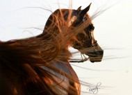 الخيل العربية من أذكى الخيول على الإطلاق ومن أطباعها الذاكرة وسعة الصدر والوفاء