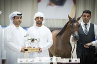 بالصور: النتائج النهائية لبطولة الإمارات الوطنية ٢٠٢٢ لعروض الخيل العربية