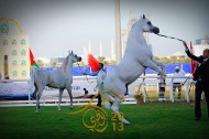 البث المباشر لمزاد وبطولة ابوظبي الدولية للخيول العربية