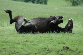 المغص المرض الأكثر خطورة على أرواح الخيول (الجزء الثاني)