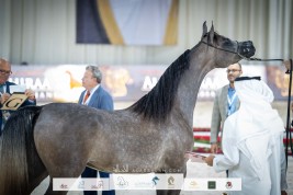 صور مقتطفة من اليوم الثاني للبطولة الوطنية لجمعية الإمارات ٢٠٢٢ للخيل العربية “المرابط الخاصة”