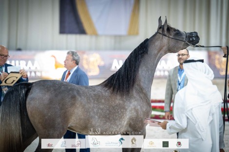 صور مقتطفة من اليوم الثاني للبطولة الوطنية لجمعية الإمارات ٢٠٢٢ للخيل العربية “المرابط الخاصة”