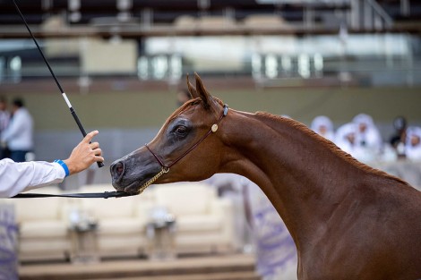 النتائج النهائية لكأس قطر الثاني لمنتجي الخيل العربية الأصيلة 2022