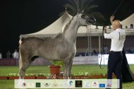 380 رأس من الخيل العربية المنتجة محلياً  في إنطلاقة بطولة الإنتاج المحلي في ملهم غداً الخميس – البرنامج
