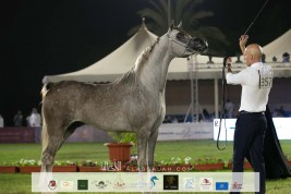 380 رأس من الخيل العربية المنتجة محلياً  في إنطلاقة بطولة الإنتاج المحلي في ملهم غداً الخميس – البرنامج