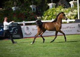 نتائج اليوم الأول وصور متفرقة من بطولة أبوظبي لجمال الخيل العربية ٢٠١٣