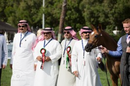 «المعود» يفرض حضوره المميز ويحصد أكثر من 700 ألف درهم