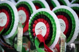 «جمعية الإمارات للخيول العربية» تعلن تواريخ ١٠ مناسبات لجمال الخيل العربية للموسم المقبل