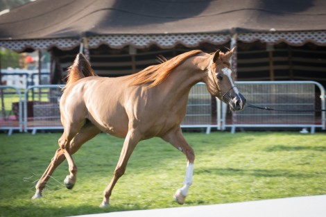 نتائج اليوم الثاني وصور متفرقة من بطولة أبوظبي ٢٠١٣