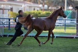 نتائج بطولة أبوظبي لليوم الثالث وصور متفرقة