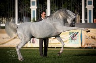 بطولة أبوظبي الدولية لجمال الخيل العربية ٢٠١٤ تبدأ اليوم بمشاركة ٤١٧ جوادا