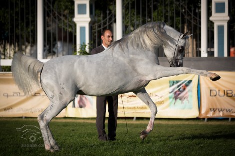 نتائج أشواط الأفحل في اليوم الرابع من بطولة أبوظبي وصور متفرقة