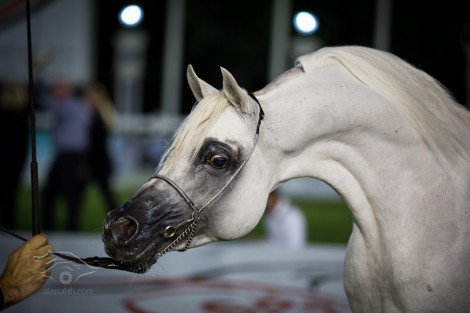النتائج النهائية لأبطال بطولة ابوظبي لجمال الخيل العربية ٢٠١٣ بالصور