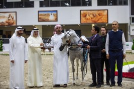مربط دبي يتألق بالذهب والفضة بمهرجان الشارقة للجواد العربي – الإنتاج المحلي 2022