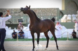 النتائج النهائية لبطولة مكة المكرمة للخيول العربية الأصيلة 2022